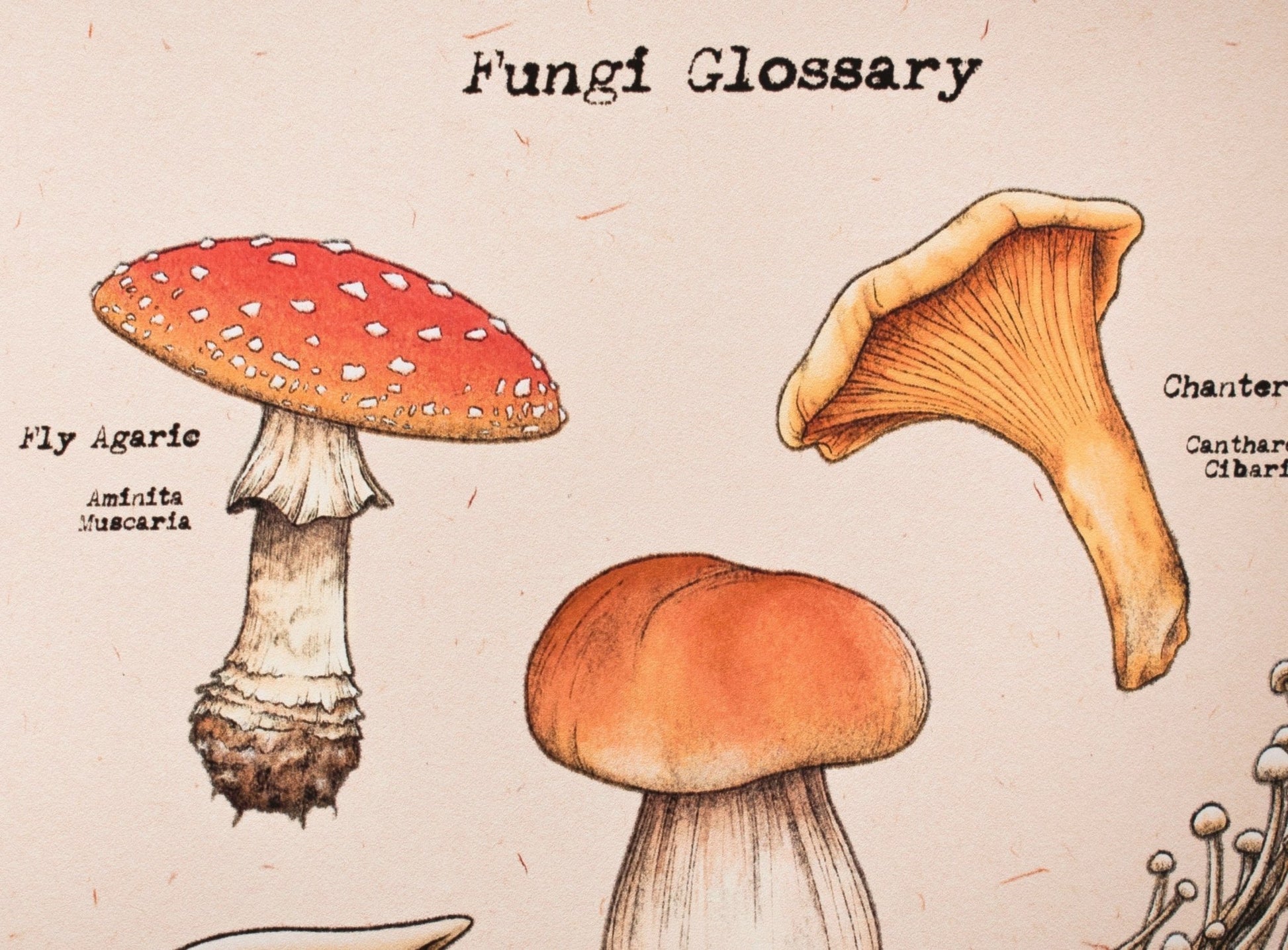 Fungi Glossary | Textured Print - Love With Pride Apparel
